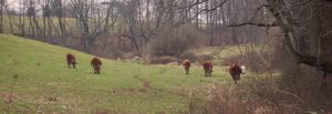 Group of cows spread-out and gazing in a grassy field.
