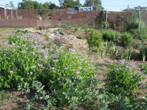 Arthur L. Johnson High School rain garden