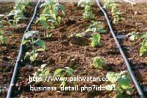 A drip line irrigation